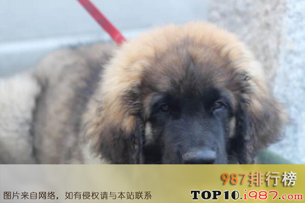 中国十大城市禁养犬之高加索犬