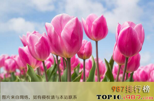 世界上十大最漂亮的花之郁金香