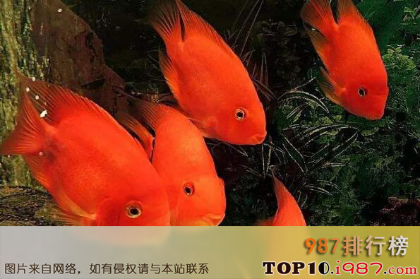 十大最好养的热带鱼之血鹦鹉