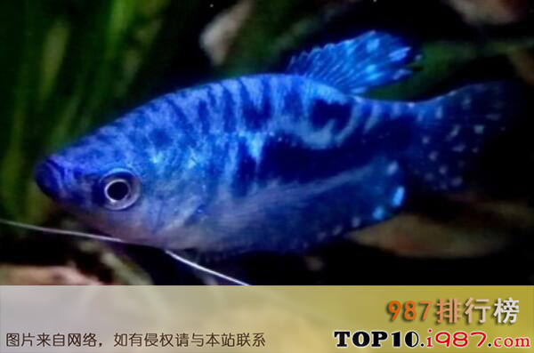 十大最好养的热带鱼之蓝曼龙