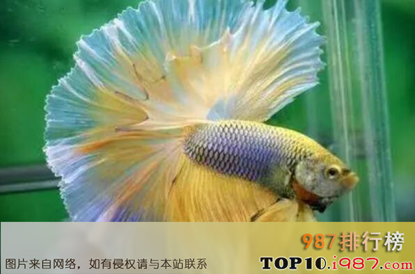 十大最好养的热带鱼之孔雀鱼