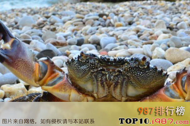 十大世界螃蟹之石蟹