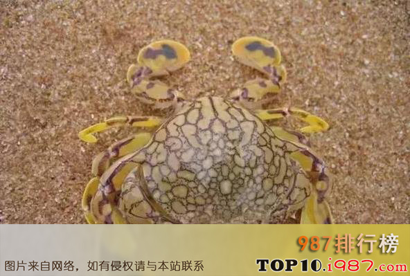 十大世界螃蟹之黎明蟹