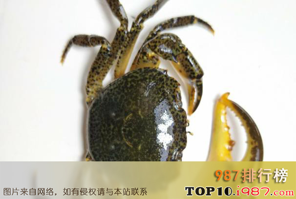 十大世界螃蟹之溪蟹