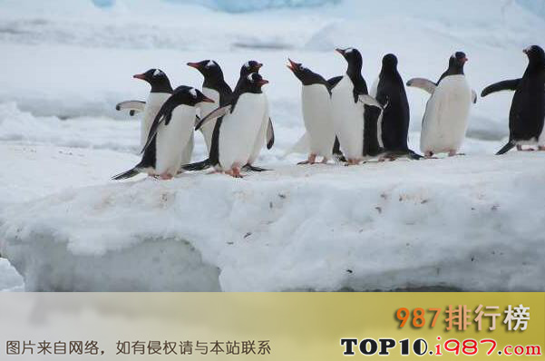 十大最可爱的海洋生物之企鹅