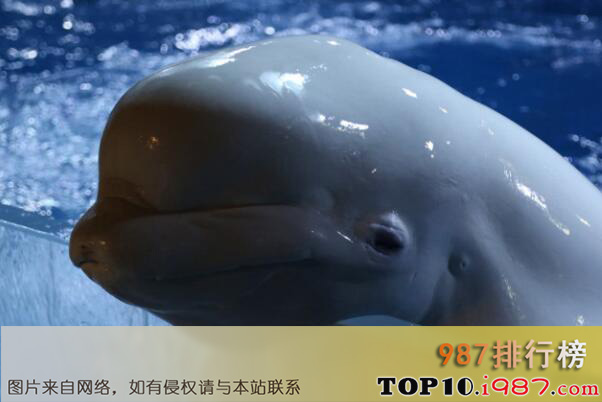 十大最可爱的海洋生物之白鲸