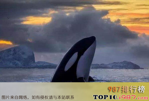 十大最可爱的海洋生物之虎鲸