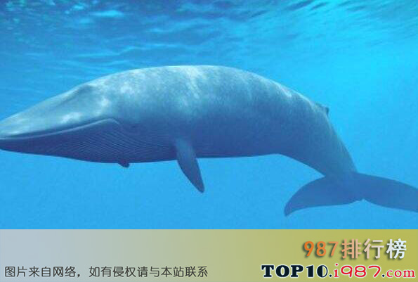 十大最大的海洋动物之蓝鲸