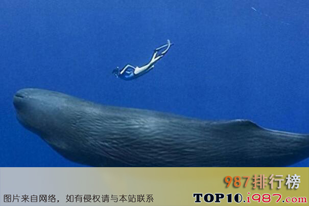 十大最大的海洋动物之长须鲸