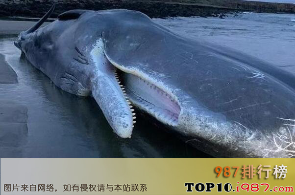 十大最大的海洋动物之抹香鲸