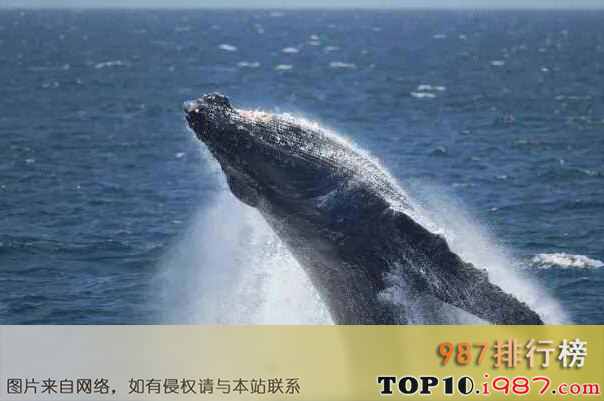 十大最大的海洋动物之座头鲸