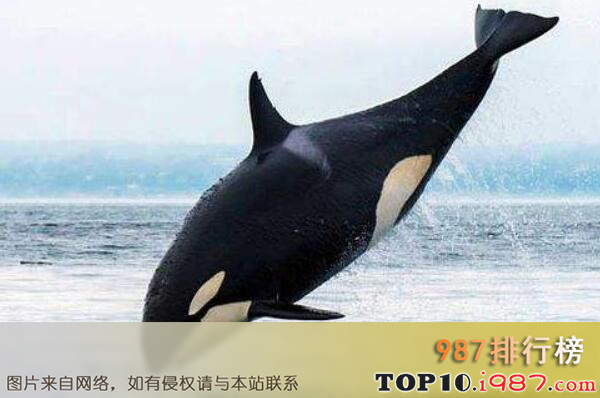 十大最大的海洋动物之虎鯨