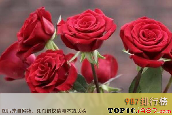 世界最美十大名花排名之玫瑰