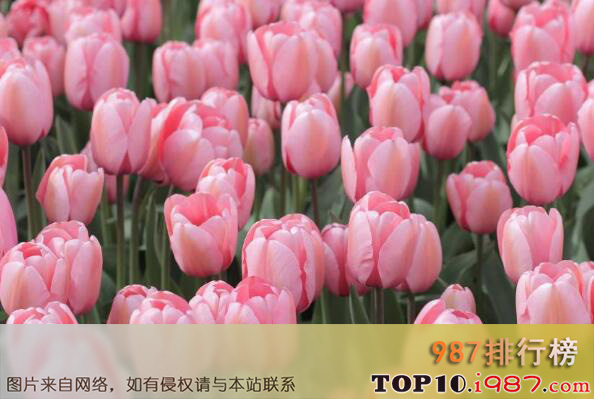 世界最美十大名花排名之郁金香