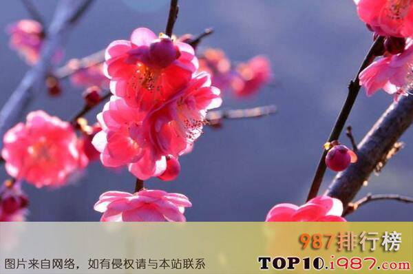 世界最美十大名花排名之梅花