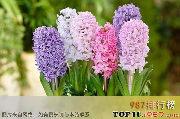 世界最美十大名花排名之风信子