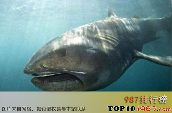 十大世界上最恐怖的鲨鱼之巨口鲨