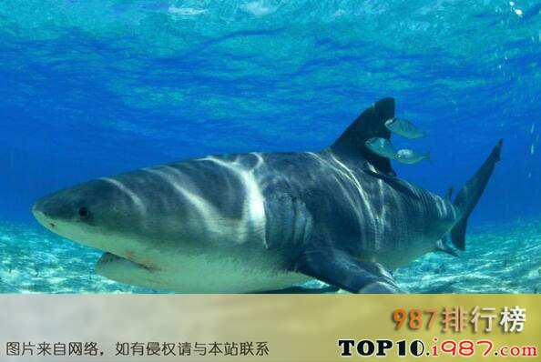 十大世界上最恐怖的鲨鱼之牛鲨