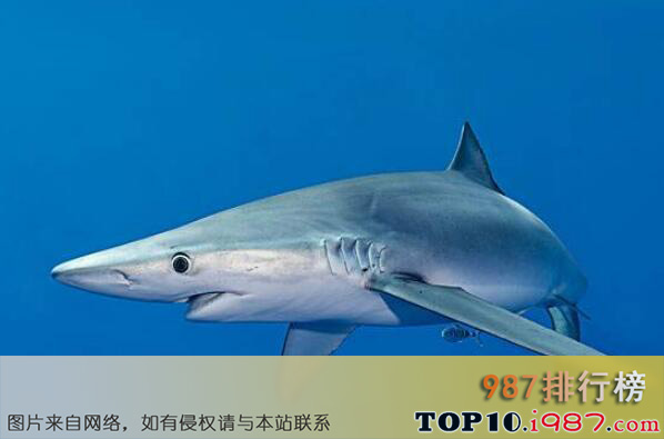 十大世界上最恐怖的鲨鱼之大青鲨