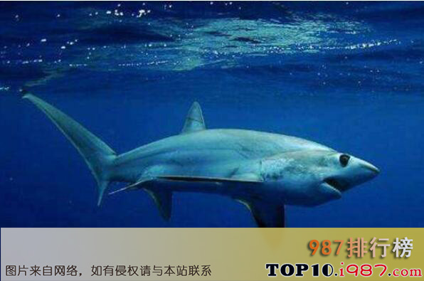 十大世界上最恐怖的鲨鱼之鼠鲨