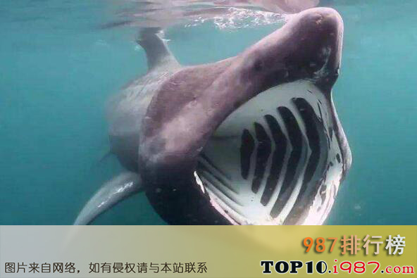 十大世界上最恐怖的鲨鱼之姥鲨