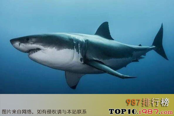 十大世界上最恐怖的鲨鱼之六鳃鲨