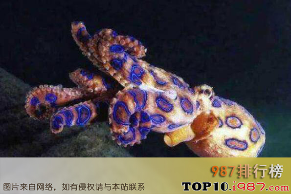 十大毒性最强动物之蓝环章鱼