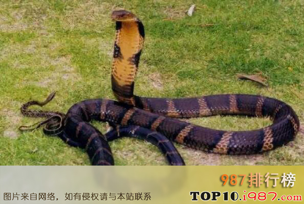 十大毒性最强动物之眼镜王蛇