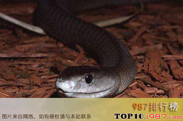 十大毒性最强动物之黑曼巴蛇
