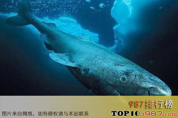 十大寿命最长的动物之格陵兰睡鲨