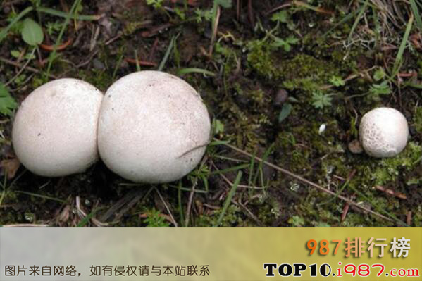 十大世界最奇特的蘑菇之巨形秃马勃