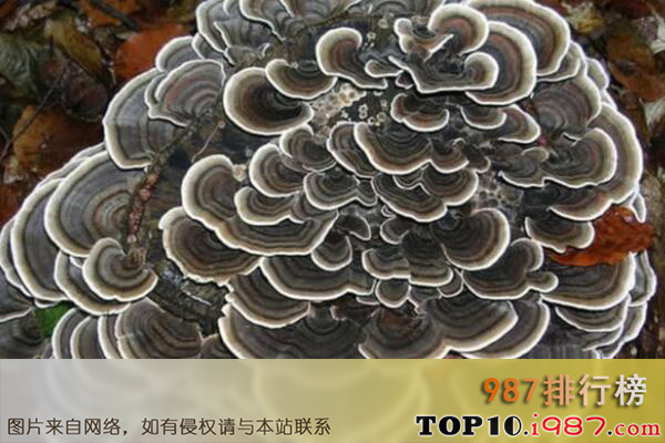 十大世界最奇特的蘑菇之云芝