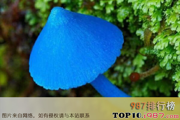 十大世界最奇特的蘑菇之天蓝蘑菇