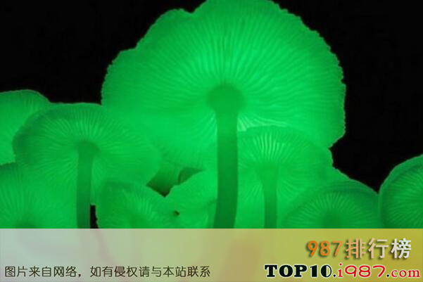 十大世界最奇特的蘑菇之荧光小菇