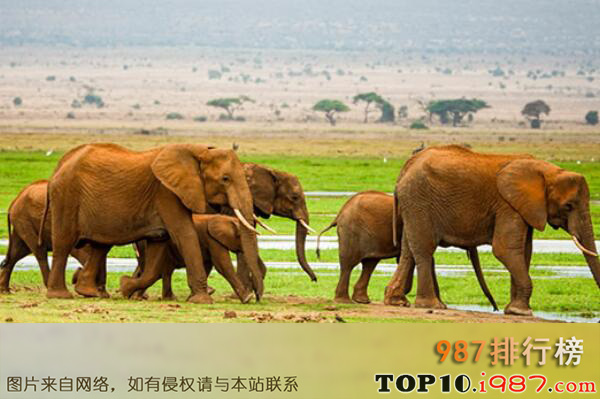 十大攻击力最强的动物之非洲象
