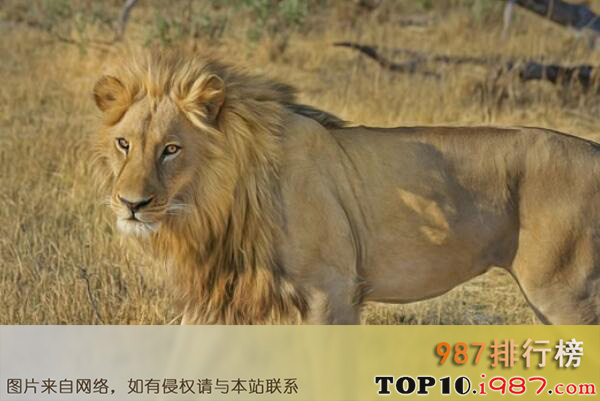 十大攻击力最强的动物之非洲狮