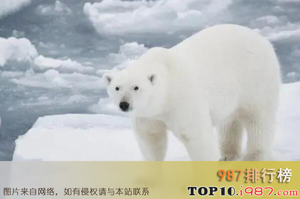 十大攻击力最强的动物之北极熊