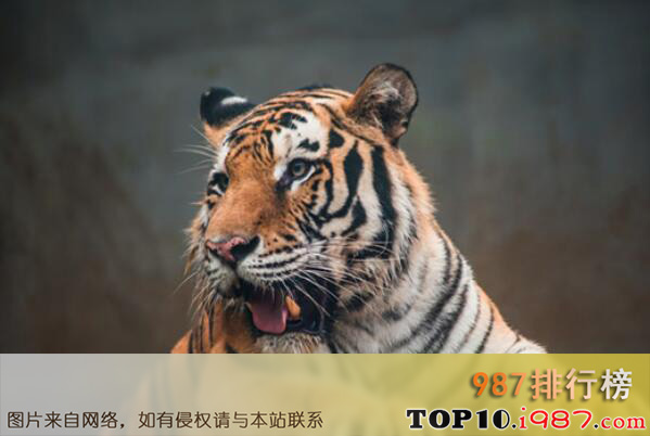 十大攻击力最强的动物之老虎