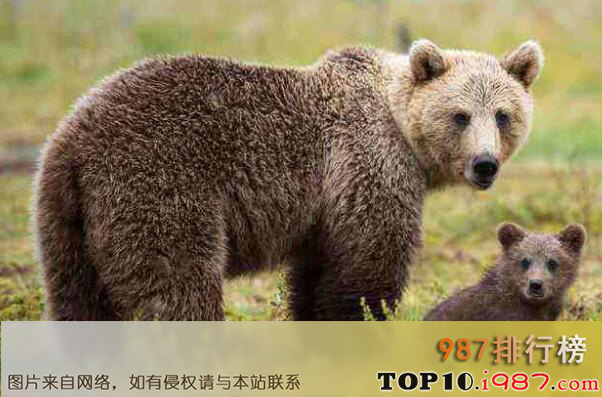 十大攻击力最强的动物之棕熊