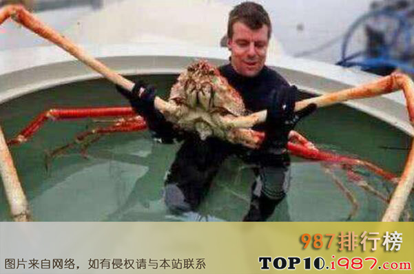 十大世界上最大的螃蟹之杀人蟹