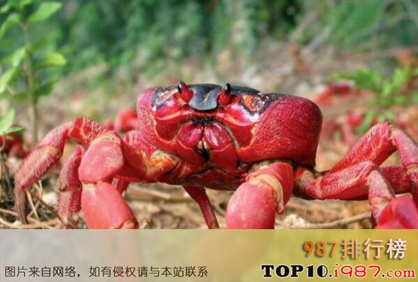 十大世界上最大的螃蟹之圣诞岛红蟹