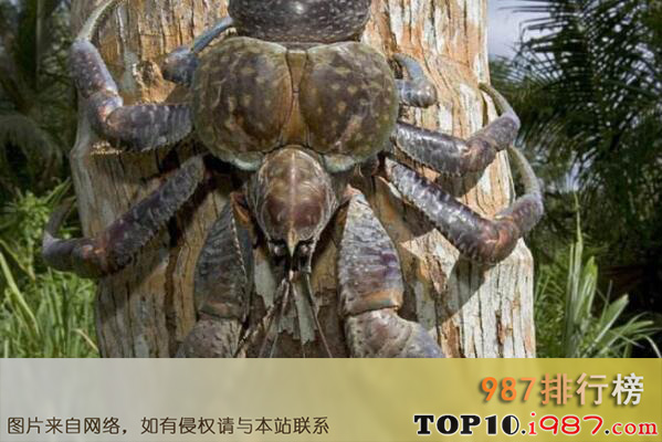十大世界上最大的螃蟹之椰子蟹