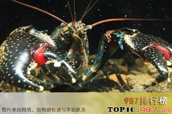 十大最难养的宠物品种之黑魔虾