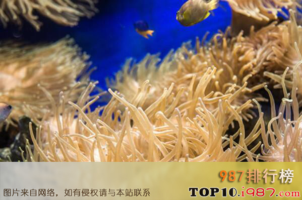 十大最难养的宠物品种之海葵