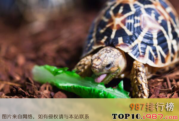 十大最难养的宠物品种之印度星龟