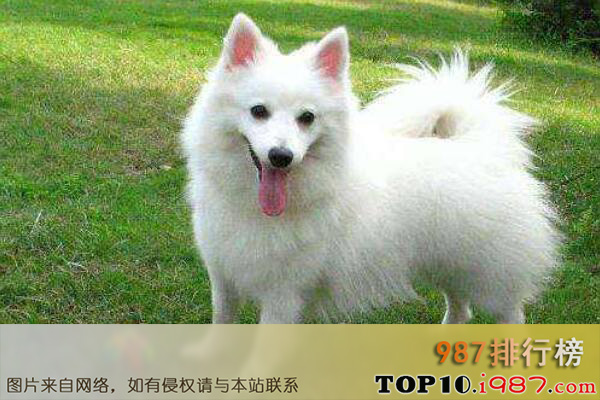 十大食肉宠物榜单之银狐犬
