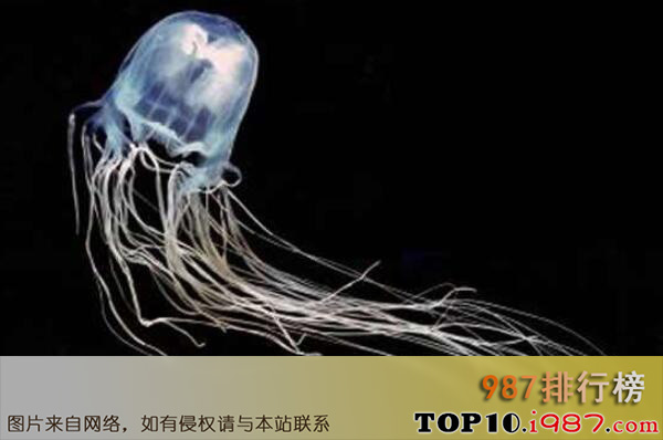 十大最危险的海洋生物之箱水母