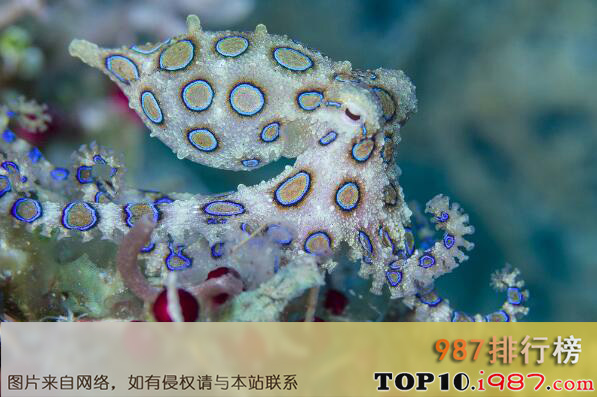 十大最危险的海洋生物之蓝环章鱼