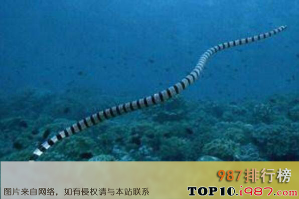 十大最危险的海洋生物之贝尔彻海蛇