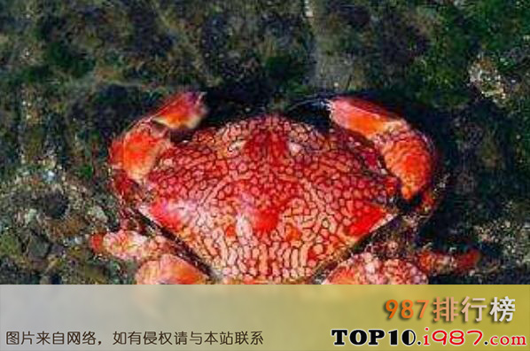 十大最危险的海洋生物之绣花脊熟若蟹
